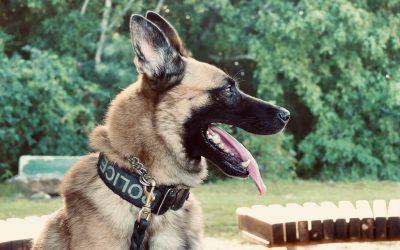 VIPD K-9 Unit to Purchase Military Kits for Police Dogs with Cares Donation